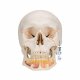 Dentální model lidské lebky s otevřenou dolní čelistí - 3 části