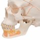 Dentální model lidské lebky s otevřenou dolní čelistí - 3 části