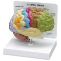 Anatomický model poloviny mozku barevně rozlišené oblasti