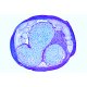 Embryologie Ascaris megalocephala