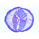 Embryologie Ascaris megalocephala
