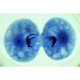 Embryologie Ascaris megalocephala