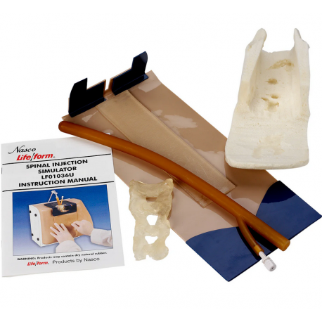 Kůže, svaly a mícha k modelu Spinal injection simulator Nasco