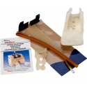Kůže, svaly a mícha k modelu Spinal injection simulator Nasco