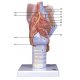 Model lidského hrtanu - 7 částí