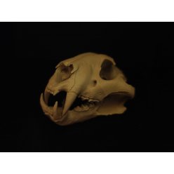 Lebka Tygr Indický - Panthera Tigris Tigris