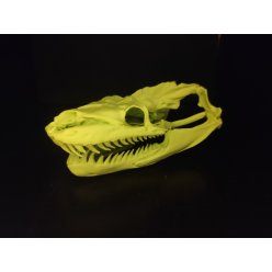 Lebka Krajta 15 cm