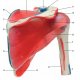 Model lidského ramenního kloubu s rotátorovou manžetou - 5 částí