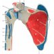Model lidského ramenního kloubu s rotátorovou manžetou - 5 částí