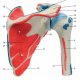 Model lidského ramenního kloubu s rotátorovou manžetou - 5 částí