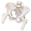 Model kostry lidské pánve s hlavičkami stehenních kostí - ženská