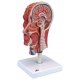 Model lidské hlavy - polovina - se svaly