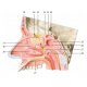 Model lidského nosu s paranazálními dutinami - 5 částí