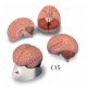 Model lidského mozku - 2 části