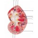Model lidské ledviny s nadledvinou - 2 části