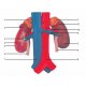 Model lidských ledvin s cévami