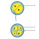 Model oplodnění a vývoje embrya - 2x zvětšené