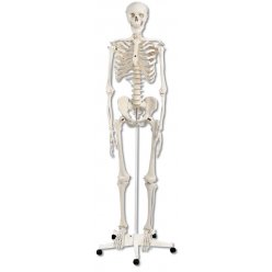 PŮJČOVNA Model lidské kostry standardní - na pojízdném stojanu