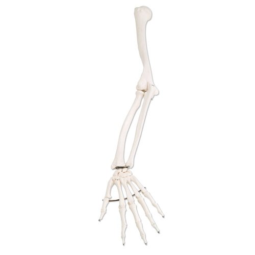 PŮJČOVNA Model kostry lidské ruky