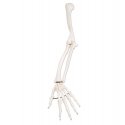 PŮJČOVNA Model kostry lidské ruky