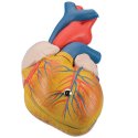 PŮJČOVNA Model lidského srdce - klasický - 2 části