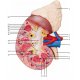 Model lidské ledviny s nadledvinou - 2 části