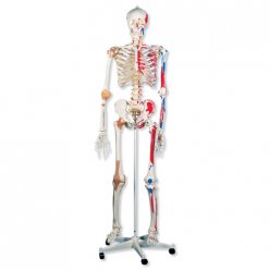 Model kostry super - se svaly a vazy - závěs