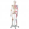 Tento model lidské kostry patří mezi nejlepší modely kostry člověka, které Vám nabízíme. Na pravé straně jsou k velkým kloubům připevněné pružné vazy a na levé části modelu lidské kostry jsou barevně zobrazené svalové začátky a úpony svalů. Demonstraci přirozeného pohybu zajistí flexibilní páteř.