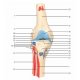 Model lidského kolenního kloubu s odnímatelnými svaly - 12 částí