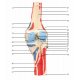 Model lidského kolenního kloubu s odnímatelnými svaly - 12 částí