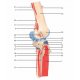 Model lidského kolenního kloubu s odnímatelnými svaly - 12 částí
