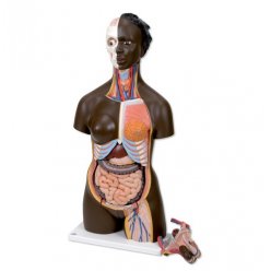 Model lidského těla - afričan - oboupohlavní - 24 částí