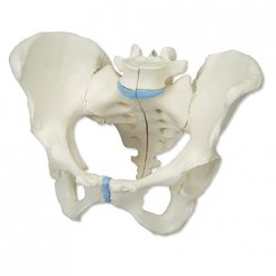 Model kostry lidské pánve - ženské - 3 části