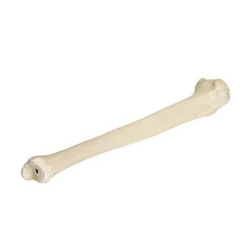 Model lidské holenní kosti - ORTHObones - DOPRODEJ