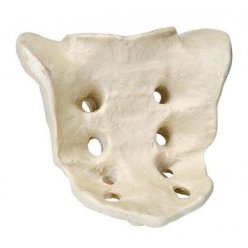Model lidské křížové kosti - ORTHObones - DOPRODEJ