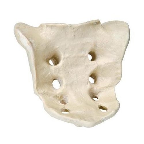 Model lidské křížové kosti - ORTHObones - DOPRODEJ