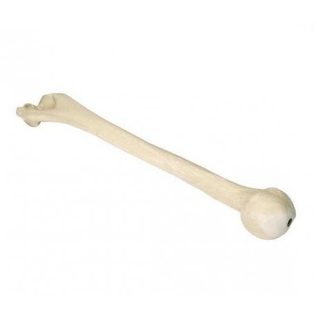 Model lidské pažní kosti - ORTHObones