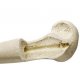 Model lidské pažní kosti - ORTHObones