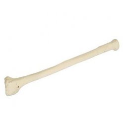 Model lidské vřetenní kosti - ORTHObones - DOPRODEJ