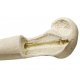 Model lidské vřetenní kosti - ORTHObones