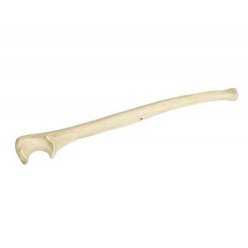 Model lidské loketní kosti - ORTHObones - DOPRODEJ