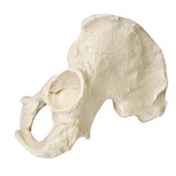 Model lidské pánve - polovina - mužská - ORTHObones