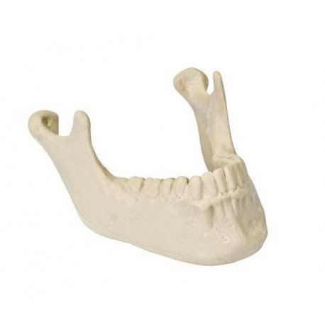 Model lidské spodní čelisti se zuby - ORTHObones