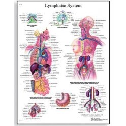 Schéma - lidský lymfatický systém - 50x67 cm