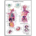 Schéma - lidský lymfatický systém - AJ - 50x67 cm