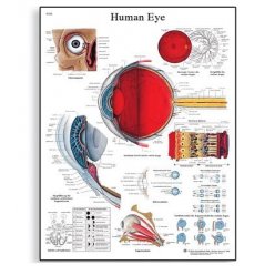 Schéma - lidské oko - AJ - 50x67 cm