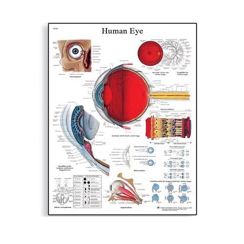 Schéma - lidské oko - AJ - 50x67 cm