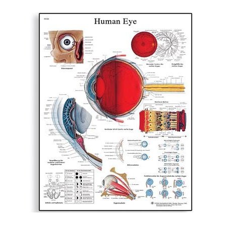 Schéma - lidské oko - 50x67 cm