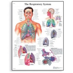 Schéma - lidská dýchací soustava - 50x67 cm