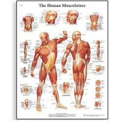 Schéma - lidské svalstvo - 50x67 cm